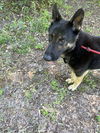 Buddy (CL)