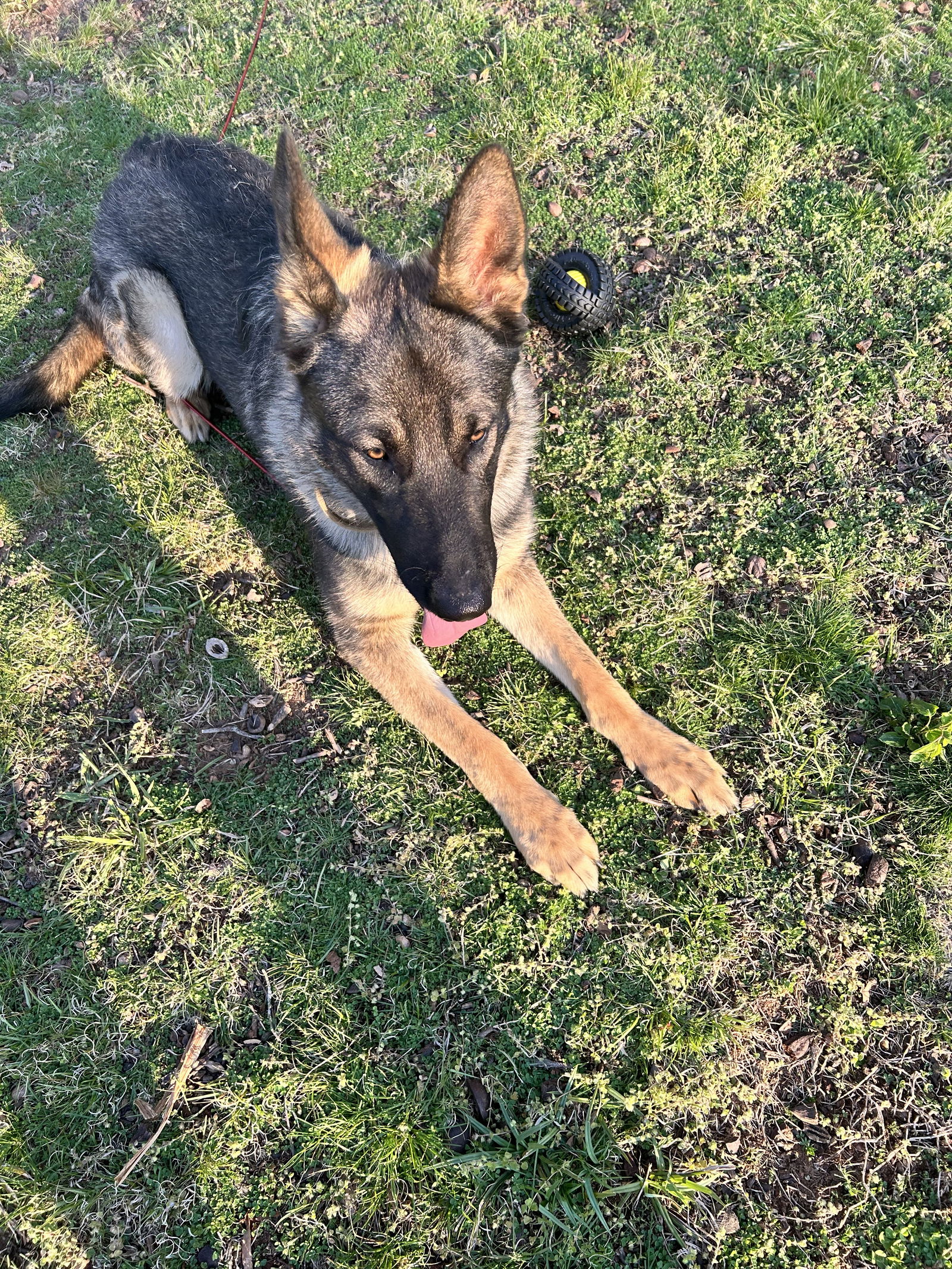 Dog for Adoption - Kings (CL), a German Shepherd Dog in Garner, NC ...