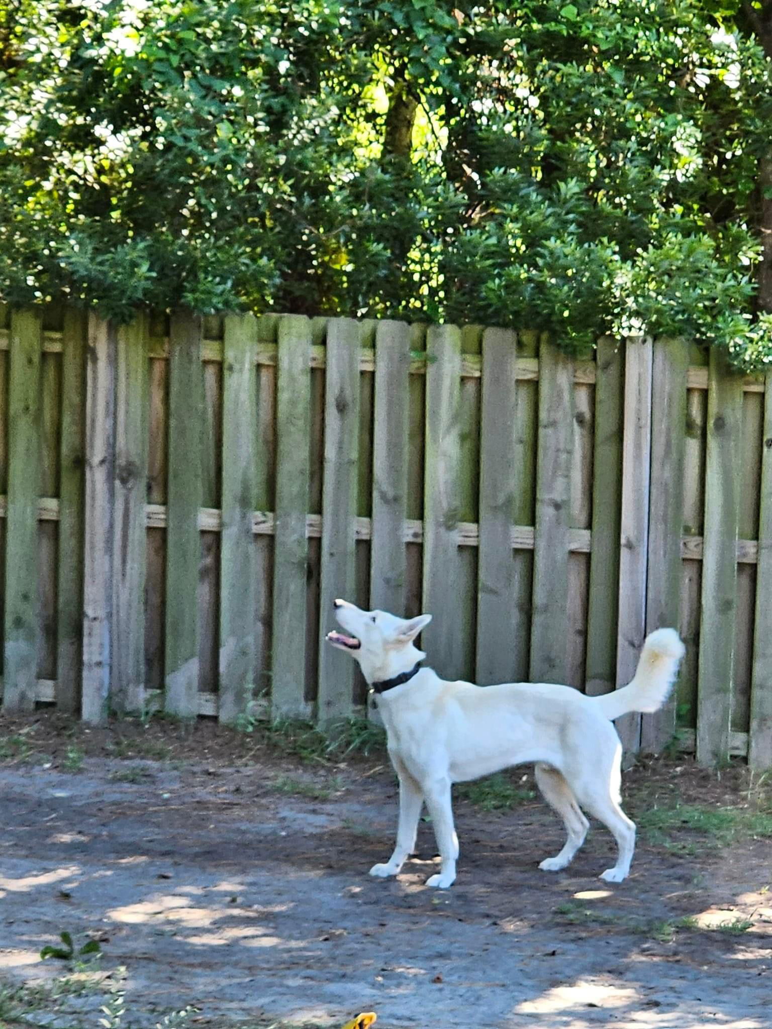 adoptable Dog in Durham, NC named Apollo (CL)