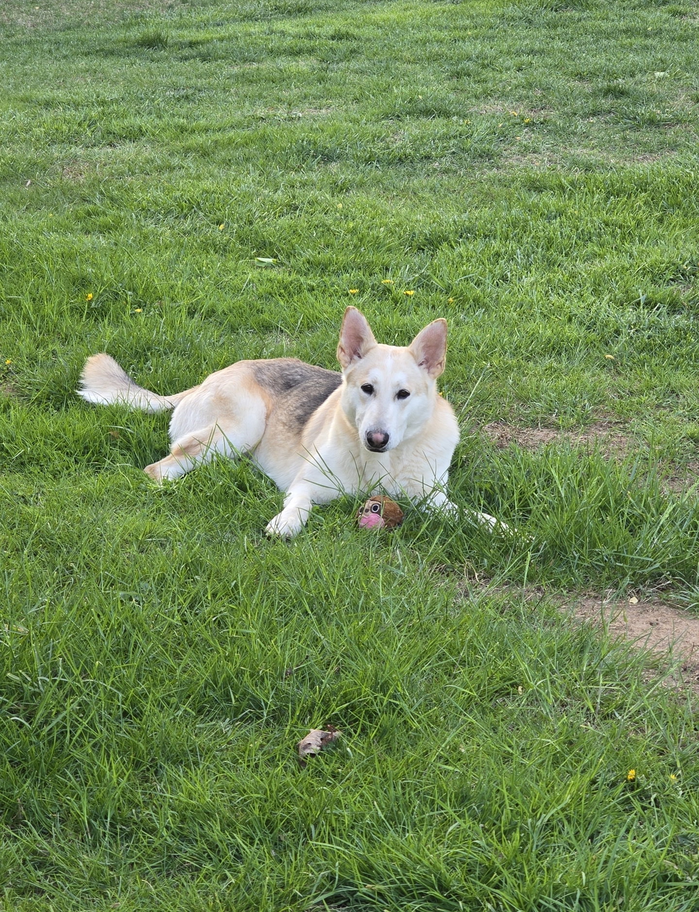 Koda (CL)'s Web Page