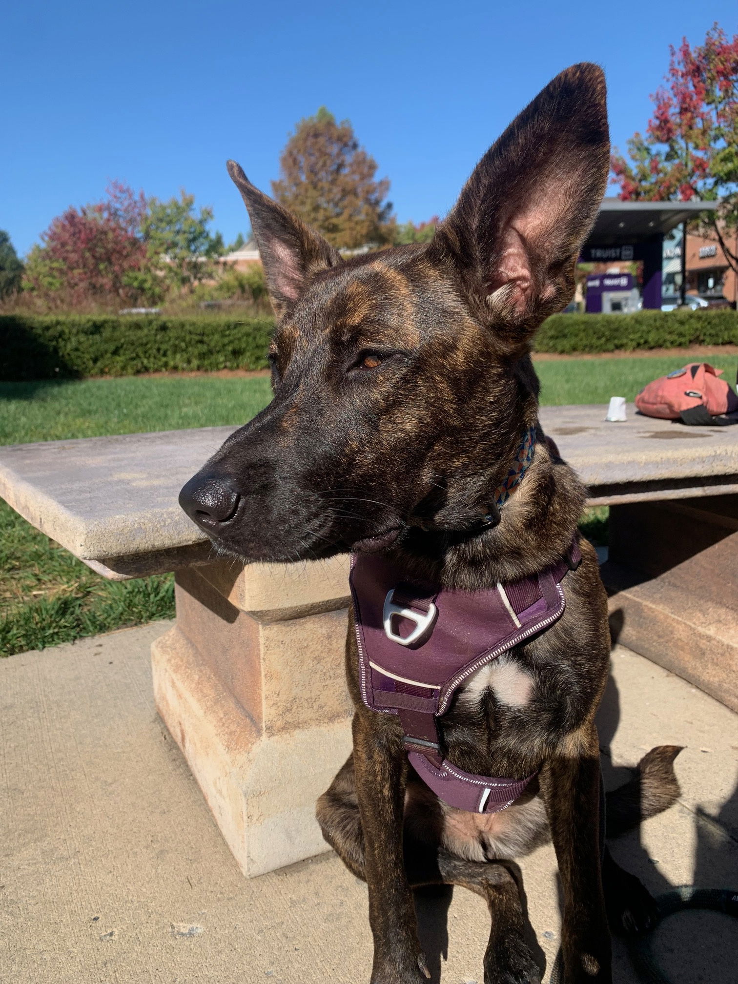 adoptable Dog in Durham, NC named Kinley (CL)