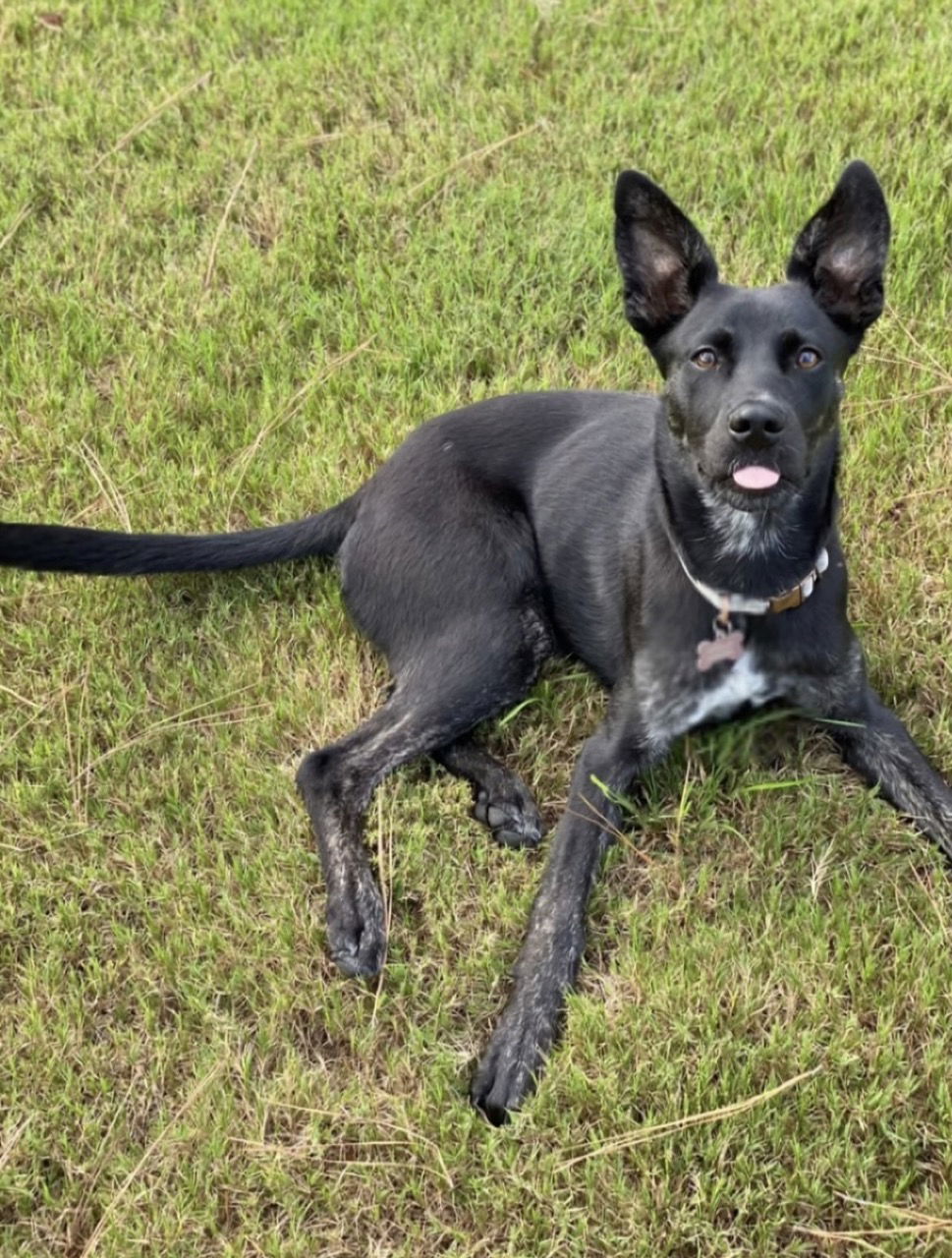 adoptable Dog in Durham, NC named Stella (CL)