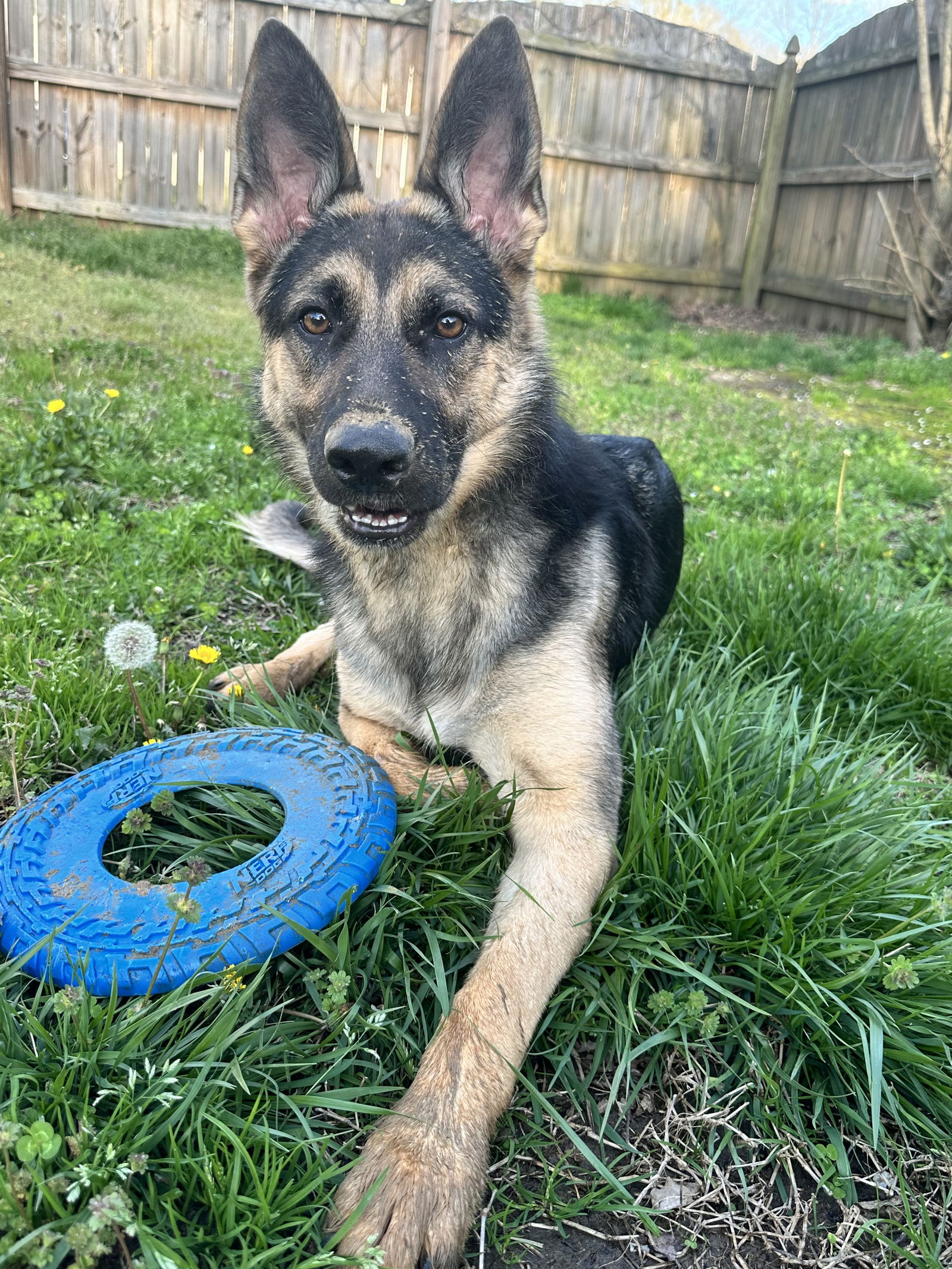 adoptable Dog in Durham, NC named Nala (CL)