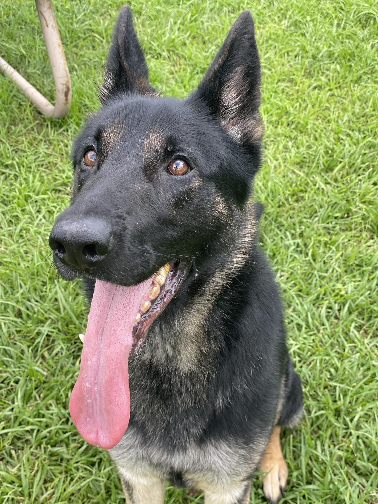 adoptable Dog in Wilmington, NC named Rufus