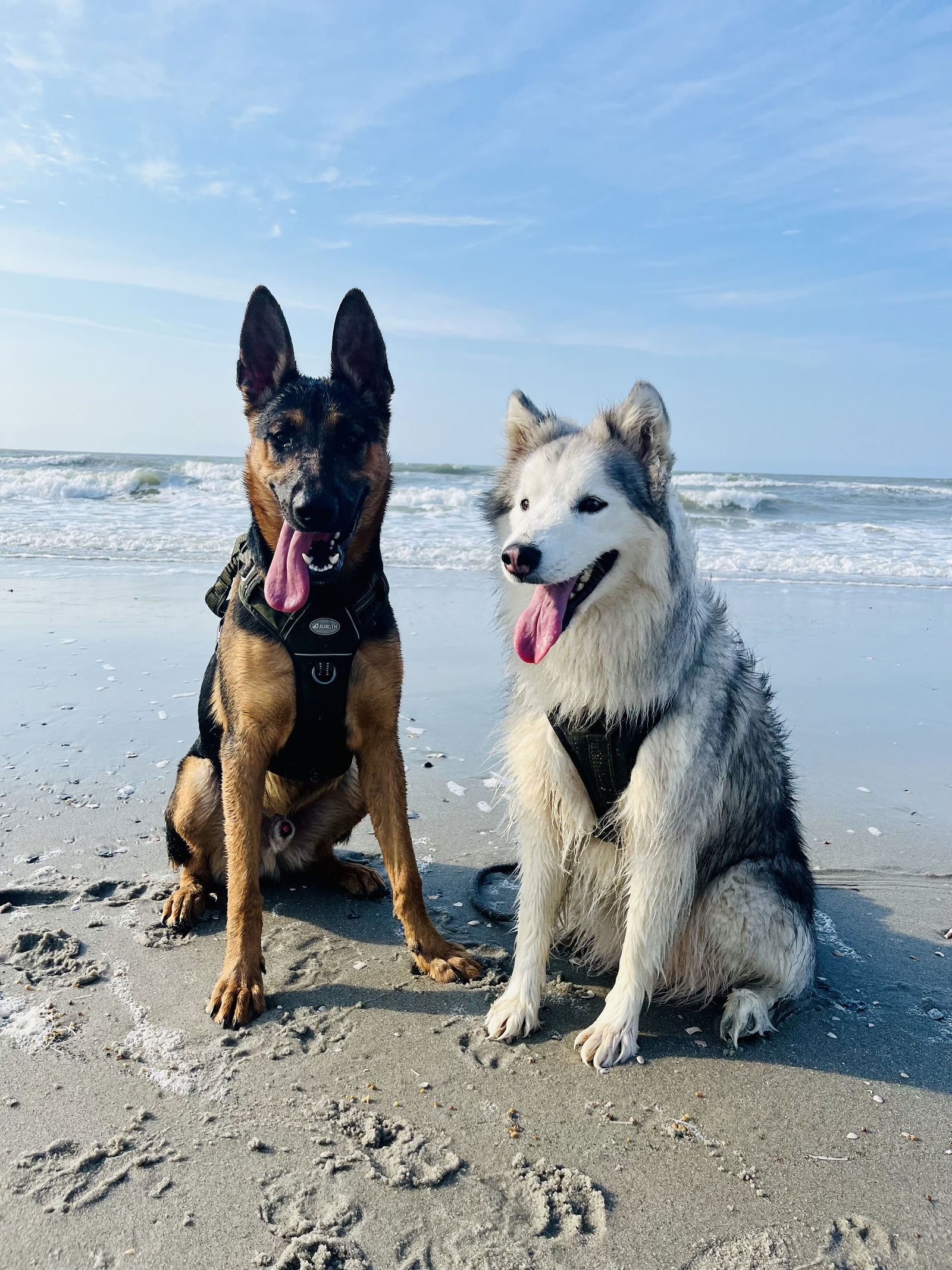 adoptable Dog in Durham, NC named Leo (CL)