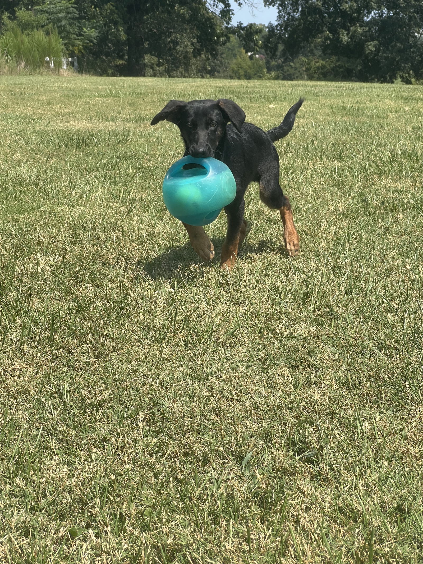 adoptable Dog in Durham, NC named Chase (CL)