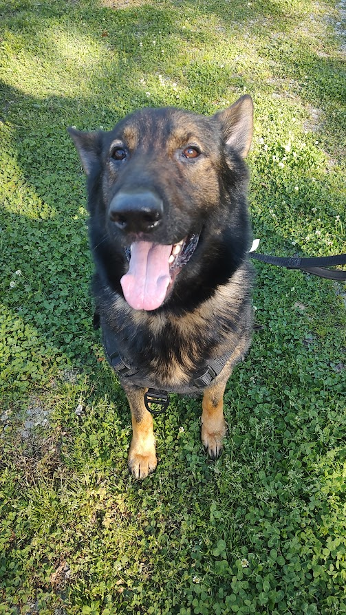 adoptable Dog in Durham, NC named Draco (CL)