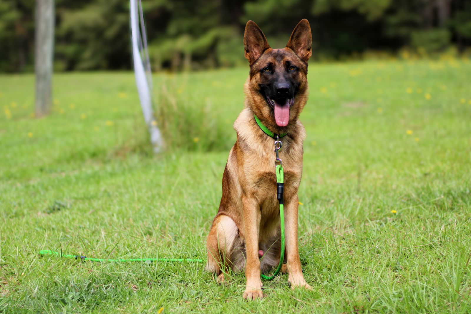 adoptable Dog in Durham, NC named Sampson (CL)