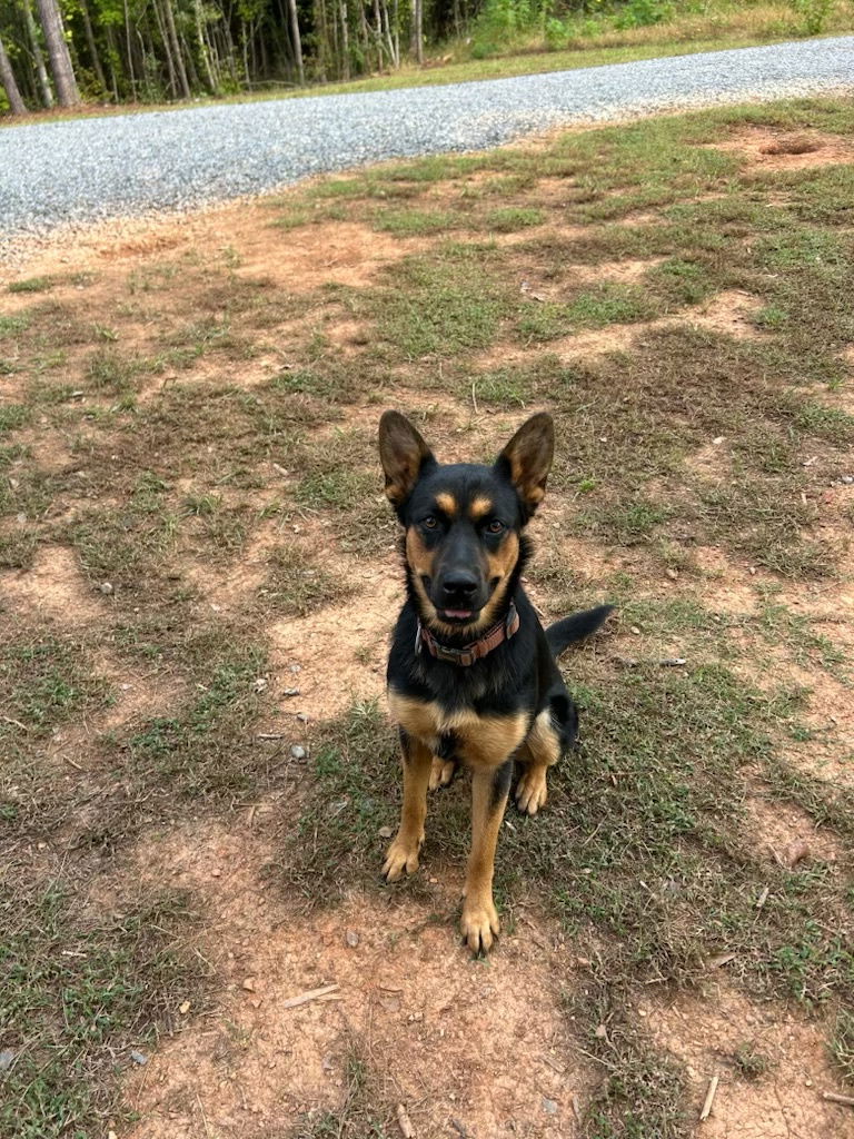 adoptable Dog in Durham, NC named Bear (CL)