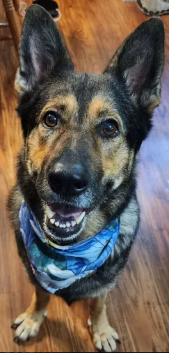 adoptable Dog in Durham, NC named Lady (CL)