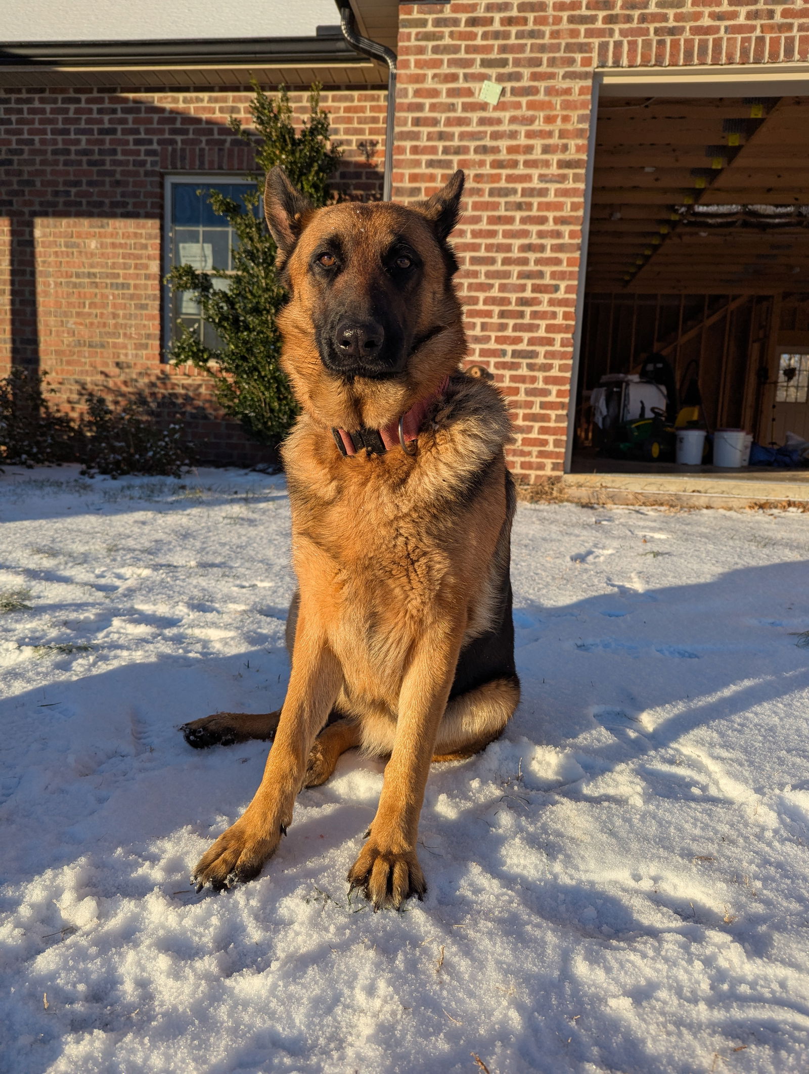 adoptable Dog in Durham, NC named Mishka (CL)