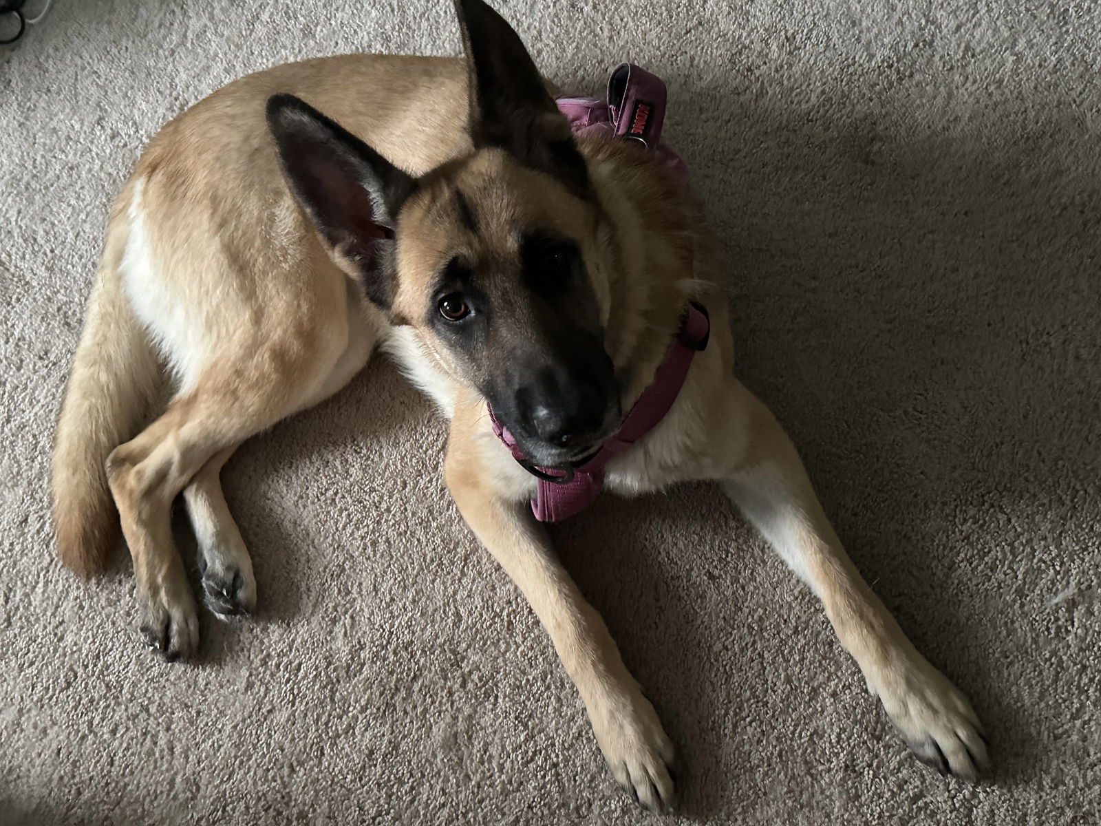 adoptable Dog in Durham, NC named Nova (CL)