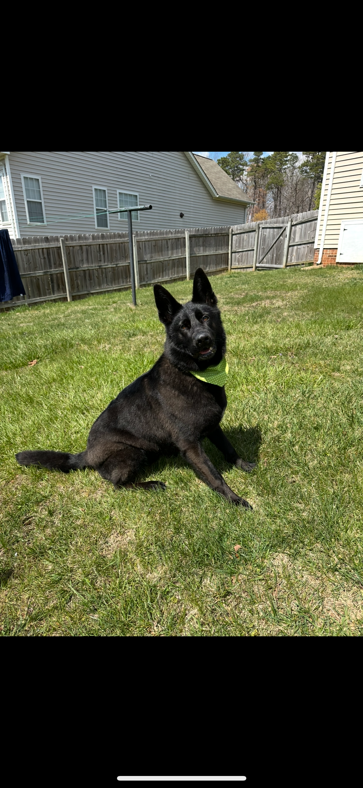 adoptable Dog in Durham, NC named Oso (CL)