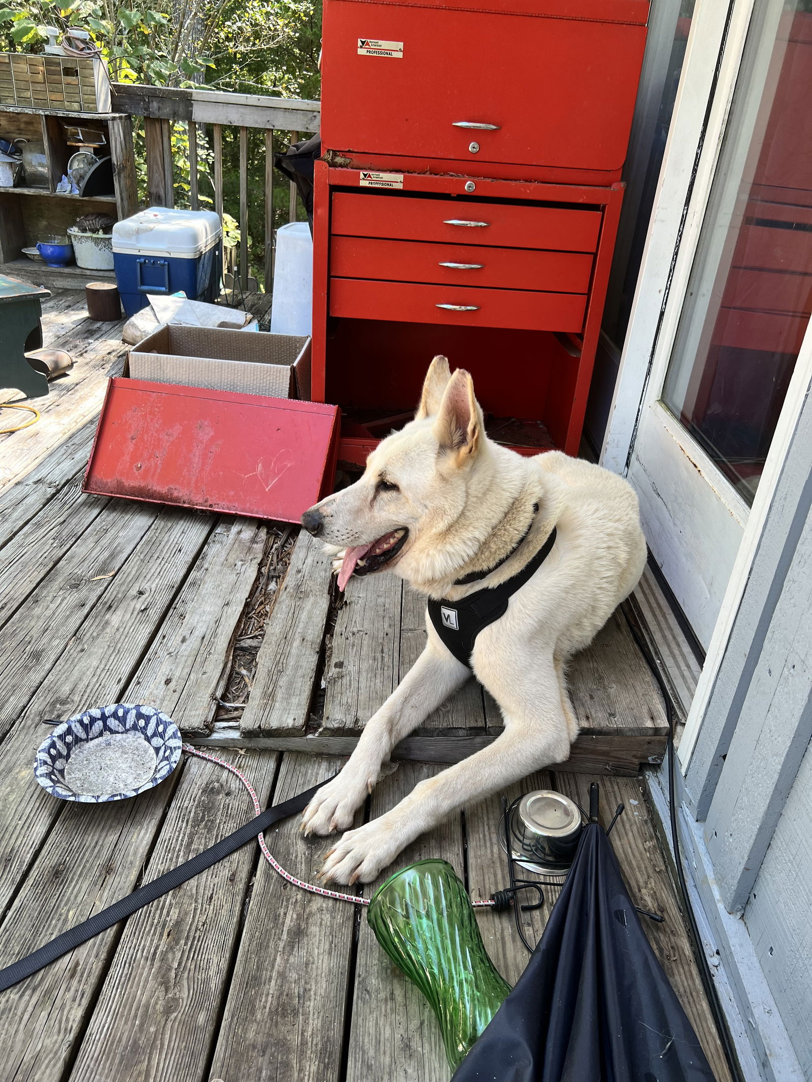 adoptable Dog in Durham, NC named Krypto (CL)