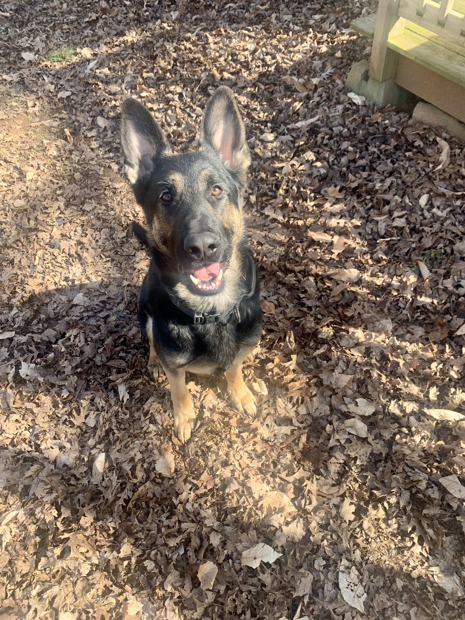 adoptable Dog in Durham, NC named Rocket (CL)
