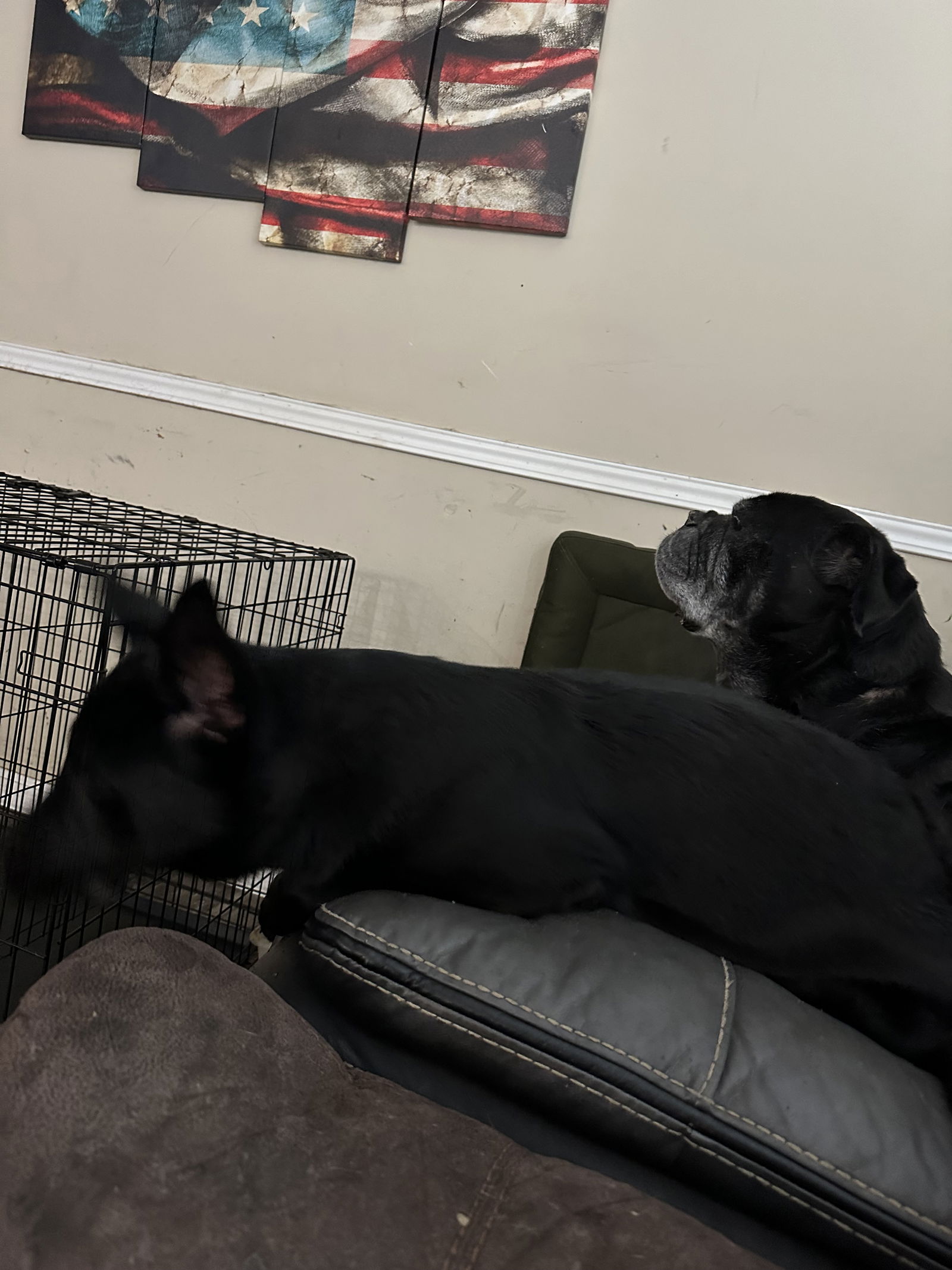 adoptable Dog in Durham, NC named Osiris (CL)