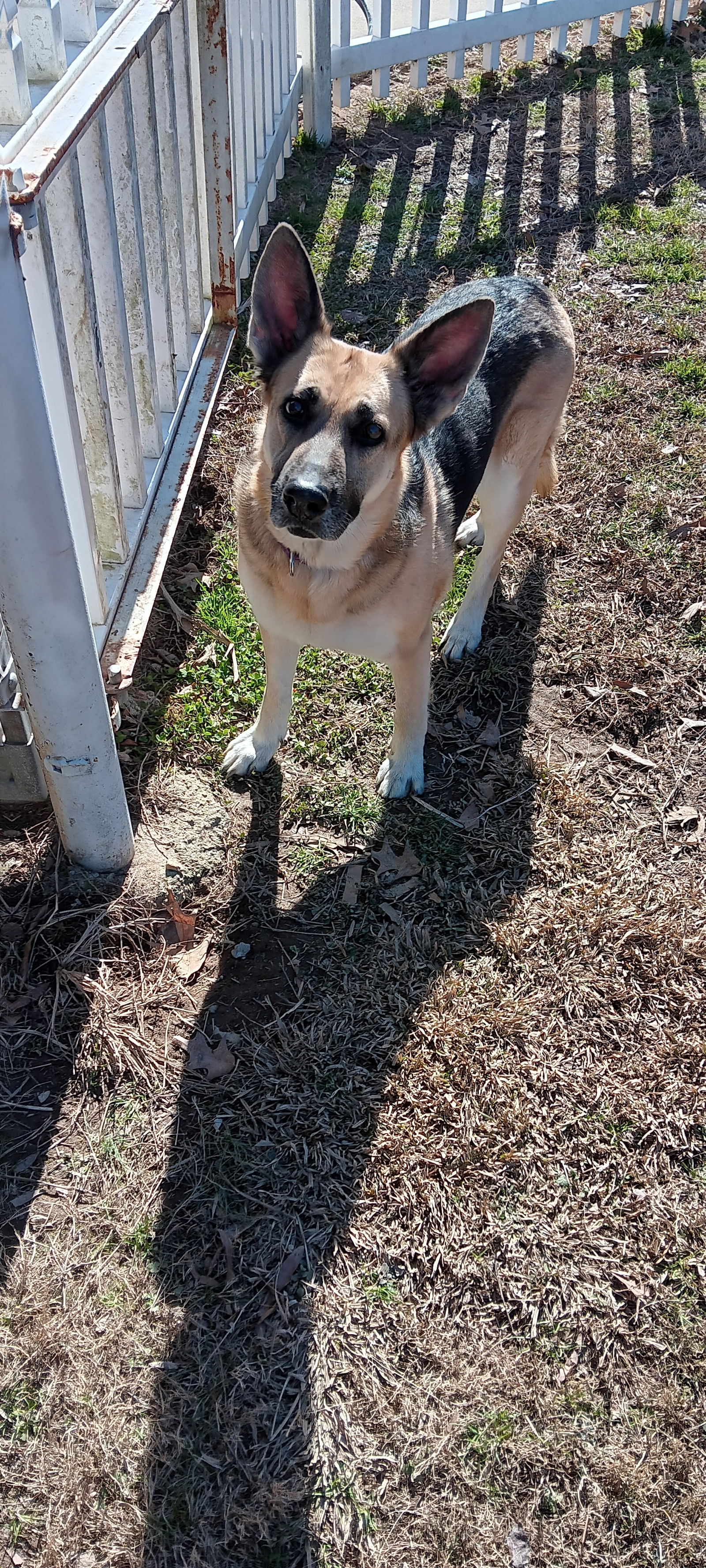 adoptable Dog in Durham, NC named Maggie (CL)