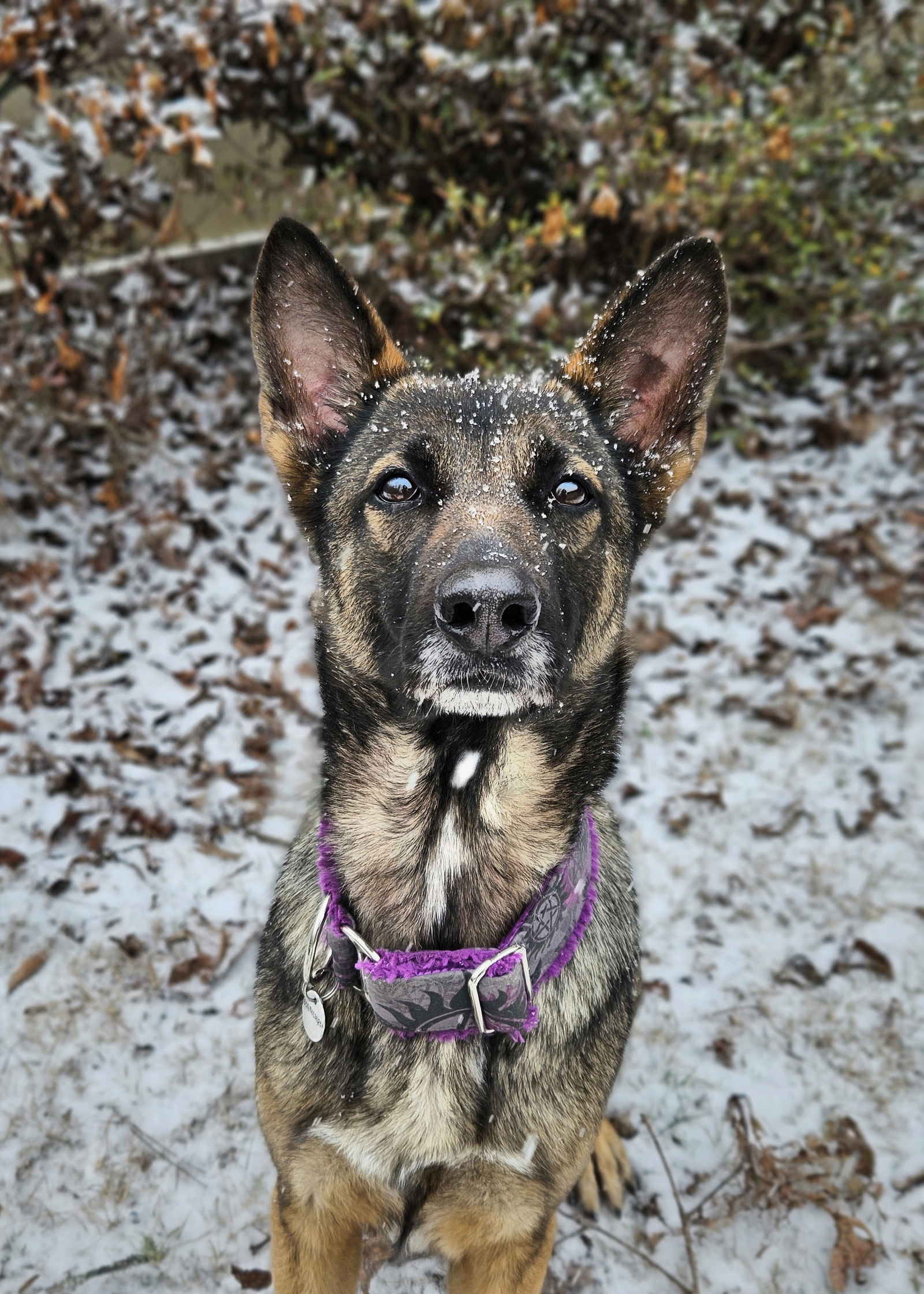 adoptable Dog in Durham, NC named Luna (CL)