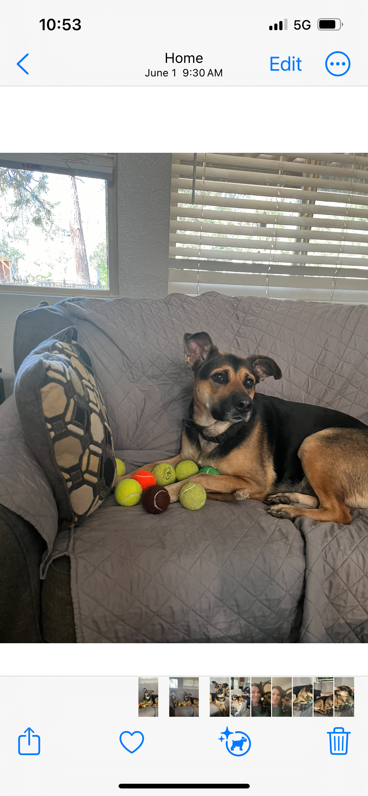 adoptable Dog in Durham, NC named Nalla (CL)