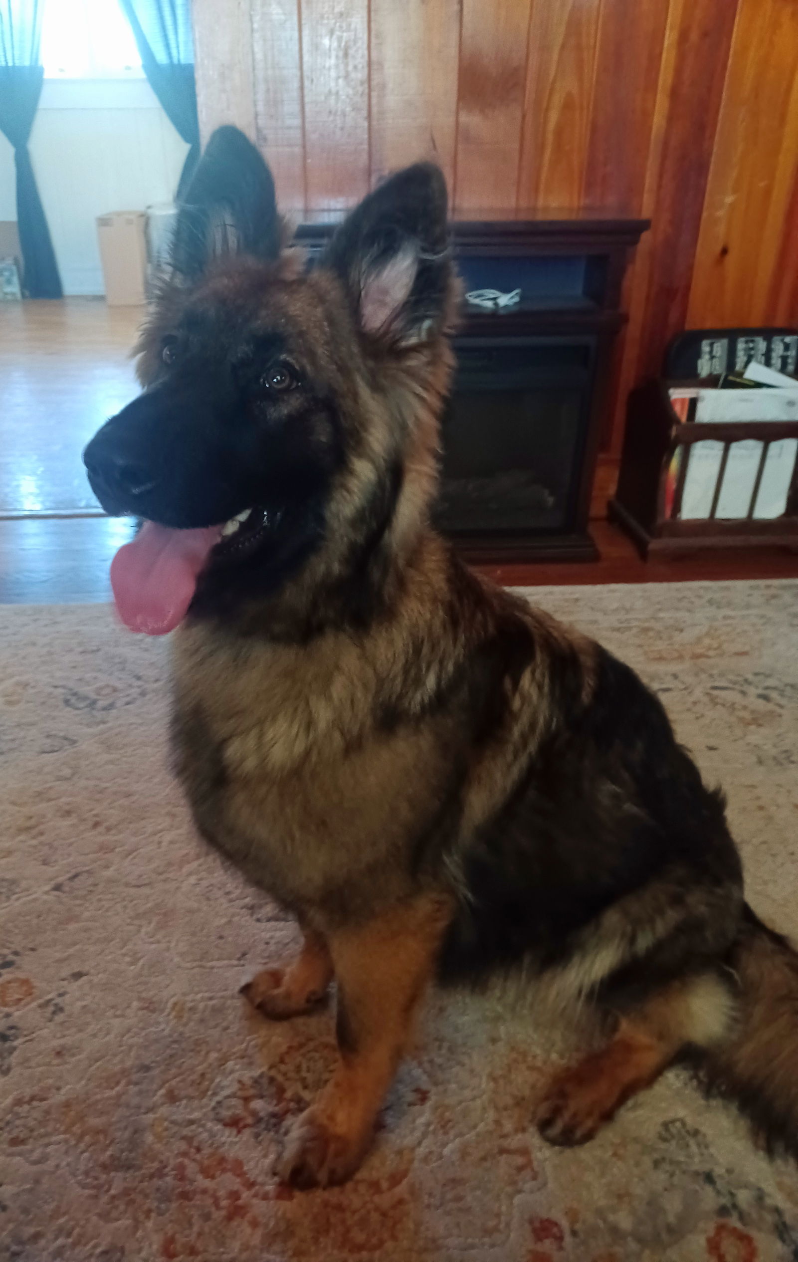 adoptable Dog in Durham, NC named Kota (CL)