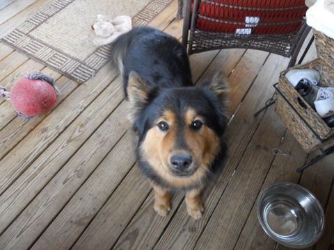 Buddy