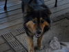 Buddy