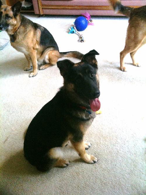 Bruno