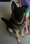 Bruno