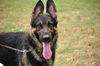Gunner