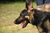 Gunner