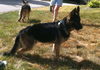 Gunner