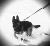 Gunner