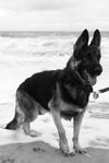 Gunner