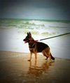 Gunner