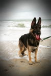 Gunner