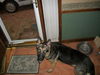 Briar