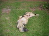 Briar