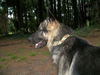 Briar