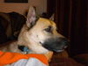 Buddy