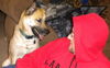 Buddy