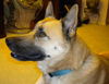 Buddy