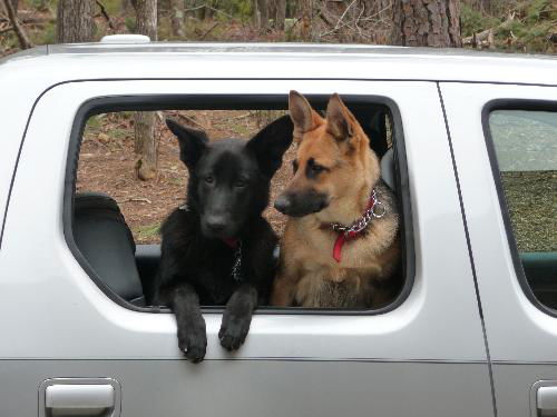 Maggie (black), Zoe (black/tan)(CL)