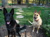 Maggie (black), Zoe (black/tan)(CL)