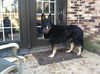Bruno