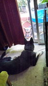 Bruno