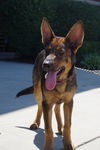 Bodie