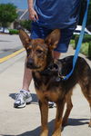 Bodie