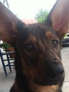 Bodie