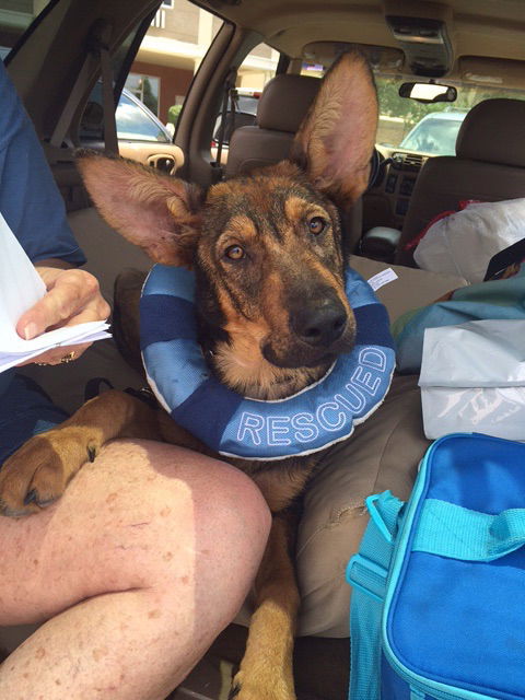 Bodie