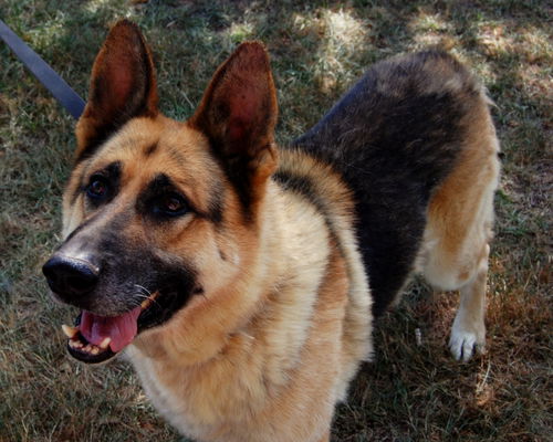 Bruno(CL)